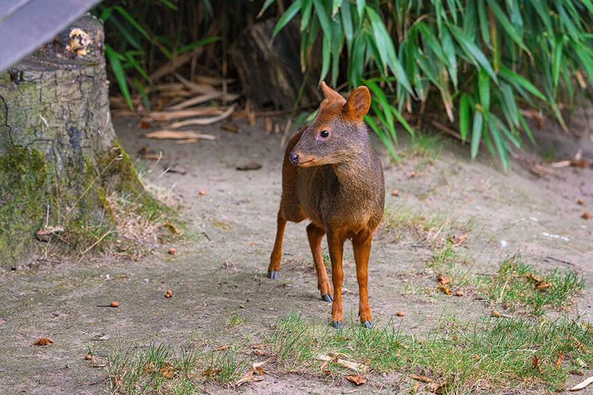 Pudu aus Südamerika: Im Duisburger Zoo ist der kleinste Hirsch der Welt eingezogen