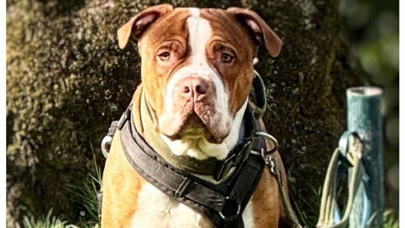 Tier der Woche aus Hilden: Sensibler Pitbull-Mix sucht erfahrene und klare Führung