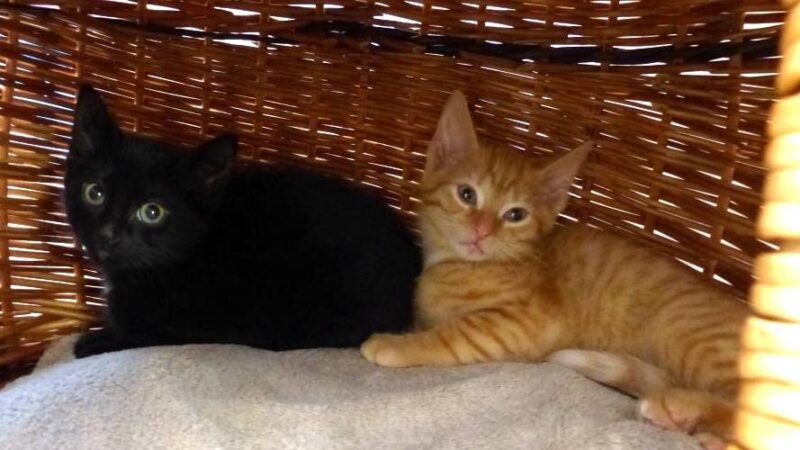 Tier der Woche in Nettetal: Zwei Katzenkinder auf Heimatsuche