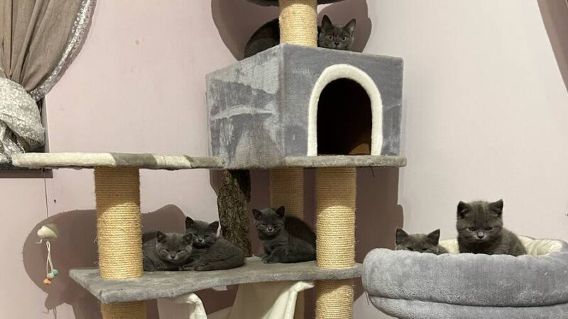 Sieben Kitten und ein Muttertier: Unbekannte setzen Katzenfamilie aus