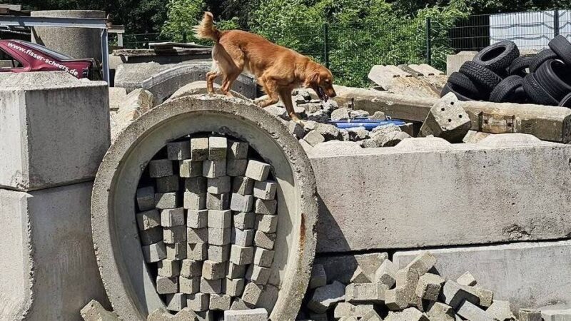 Hundestaffel des Emmericher THW: Spürnasen mit dem richtigen Riecher