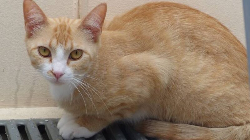 Tier der Woche in Nettetal: Gleich drei Kater suchen ein Zuhause