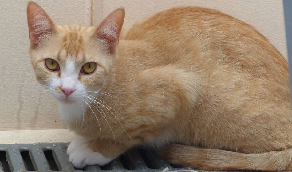 Tier der Woche in Nettetal: Gleich drei Kater suchen ein Zuhause
