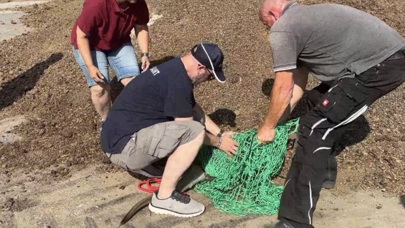 Nach Tod des entlaufenen Wallabys in Brüggen: Peta fordert Abschaffung der Wildtierhaltung