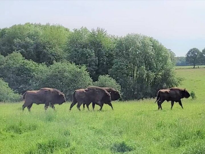 Ein Wochenende in… Mettmann: Wisente, Wildnis und Wilder Westen
