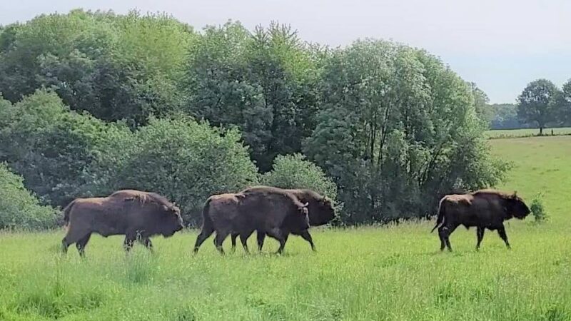 Ein Wochenende in… Mettmann: Wisente, Wildnis und Wilder Westen