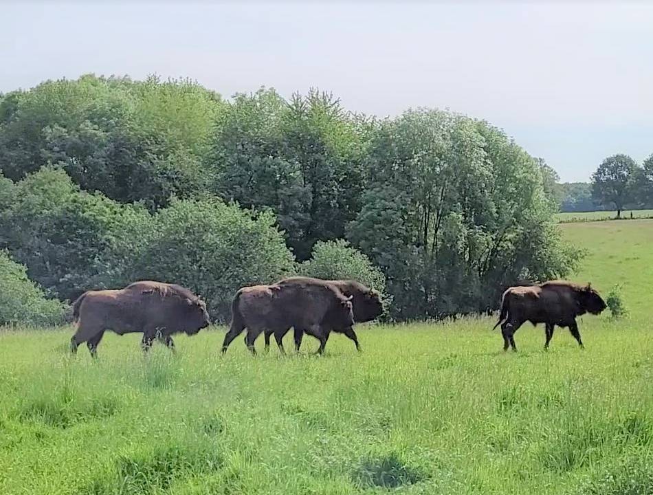 Ein Wochenende in… Mettmann: Wisente, Wildnis und Wilder Westen