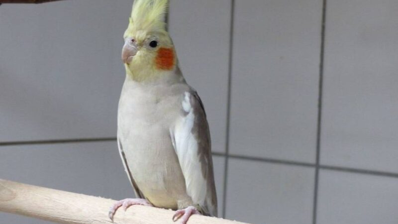 Zuhause gesucht: Herbert sucht Gesellschaft