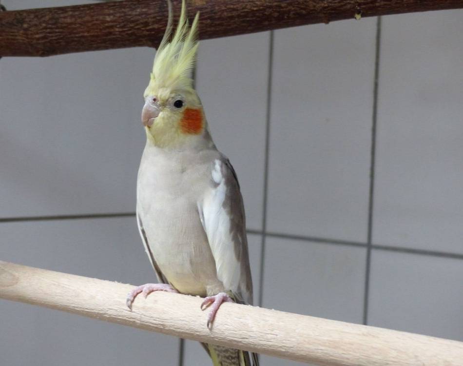 Zuhause gesucht: Herbert sucht Gesellschaft
