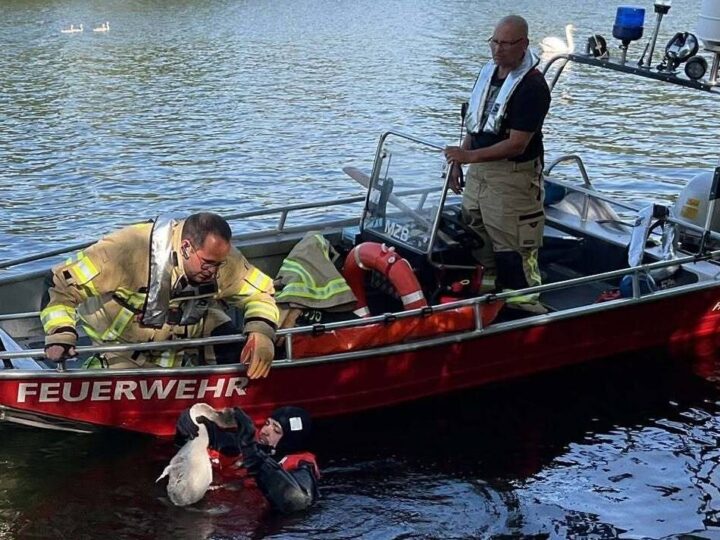 Kurioser Einatz in Rees-Mehr: Feuerwehr befreit Schwan aus Angelschnur
