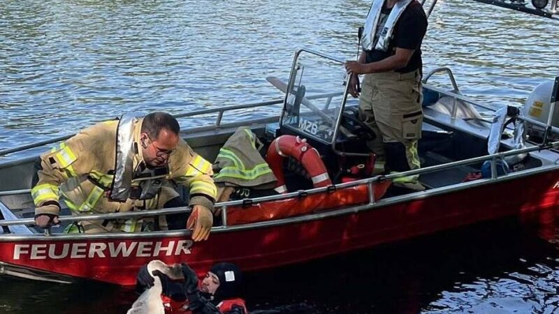 Kurioser Einatz in Rees-Mehr: Feuerwehr befreit Schwan aus Angelschnur