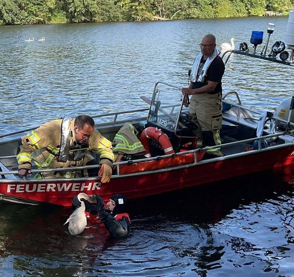 Kurioser Einatz in Rees-Mehr: Feuerwehr befreit Schwan aus Angelschnur