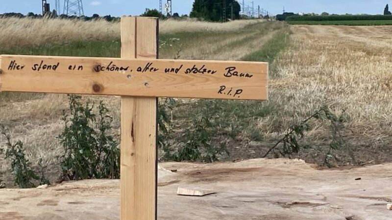 Sorge von Mönchengladbachern bestätigt: Die legendäre Pappel bei Beckrath ist gefällt worden
