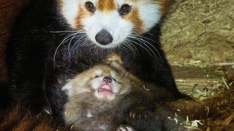 Flauschiger Zuwachs: Doppeltes Glück bei den Roten Pandas verzückt den Tiergarten Kleve