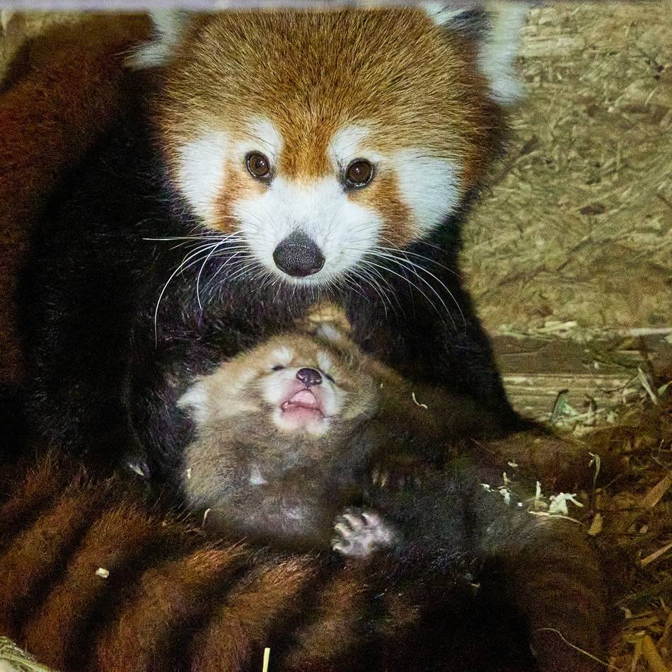 Flauschiger Zuwachs: Doppeltes Glück bei den Roten Pandas verzückt den Tiergarten Kleve