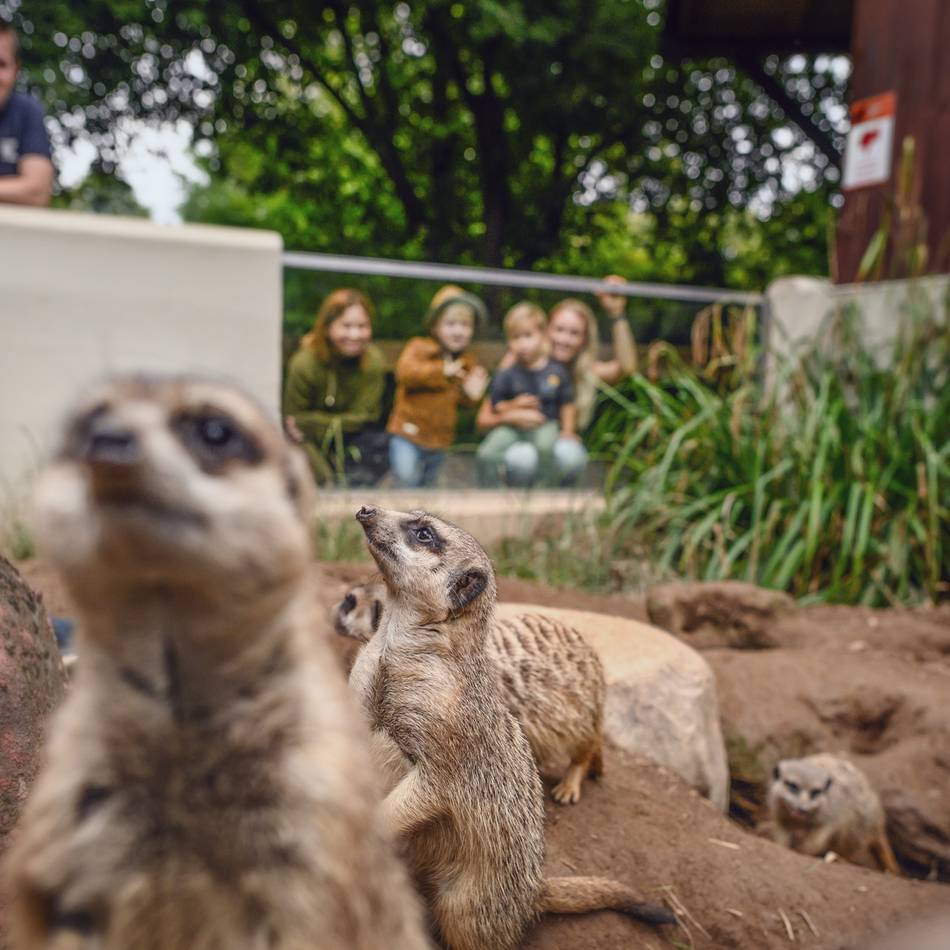 Beliebter Zoo in Kleve: Weniger städtisches Geld für den Tiergarten – steigen jetzt die Eintrittspreise?