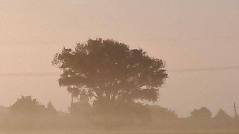Sorge um markanten Baum in Mönchengladbach: Wird die legendäre Pappel zwischen Beckrath und Buchholz gefällt?