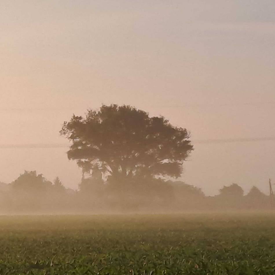 Sorge um markanten Baum in Mönchengladbach: Wird die legendäre Pappel zwischen Beckrath und Buchholz gefällt?