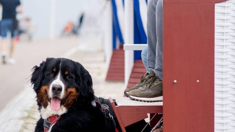 Tierpensionen im Kreis Viersen: So klappt die Ferienbetreuung für Haustiere