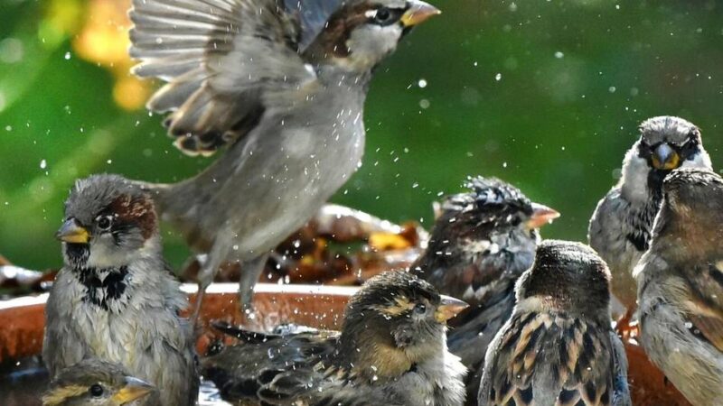 Tipps aus Meerbusch: Hitze bedroht Vogel, Igel und Co. – wie man jetzt helfen kann