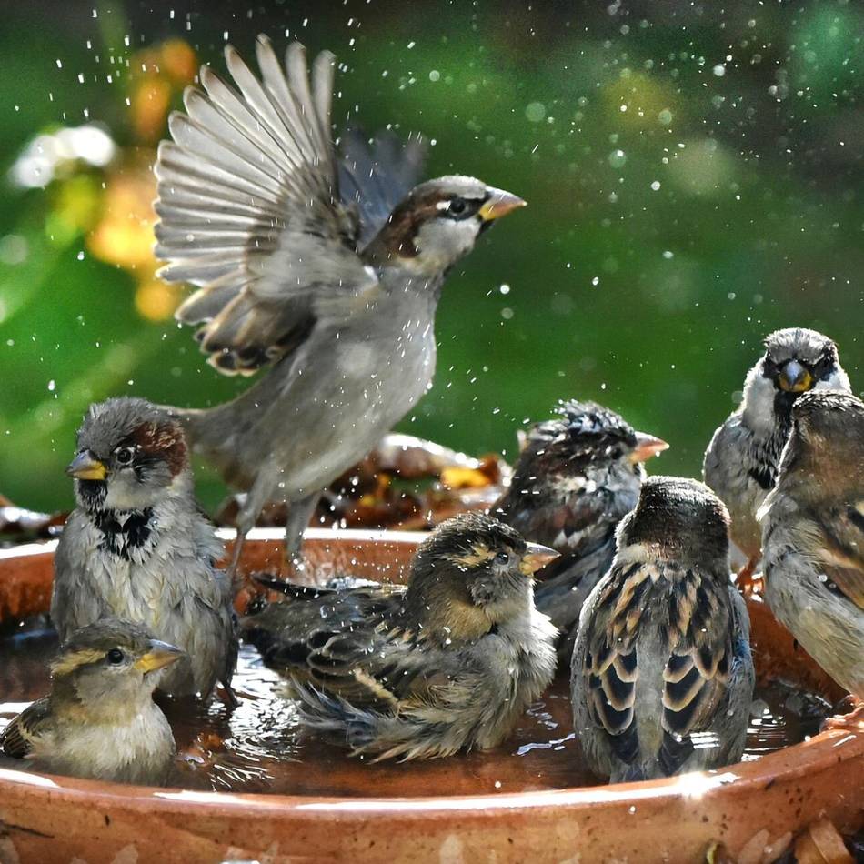 Tipps aus Meerbusch: Hitze bedroht Vogel, Igel und Co. – wie man jetzt helfen kann