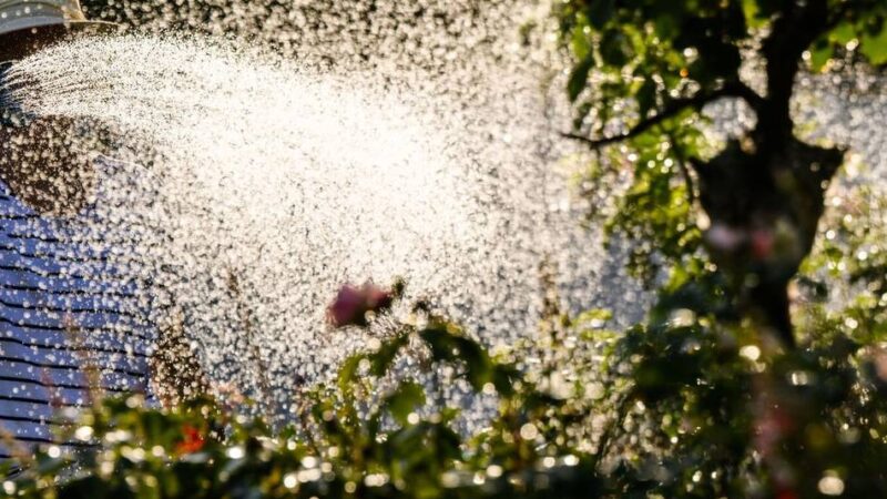 Trockenheit in Kempen: Stadt ruft Bürger zum Gießen von Bäumen und Grünanlagen auf