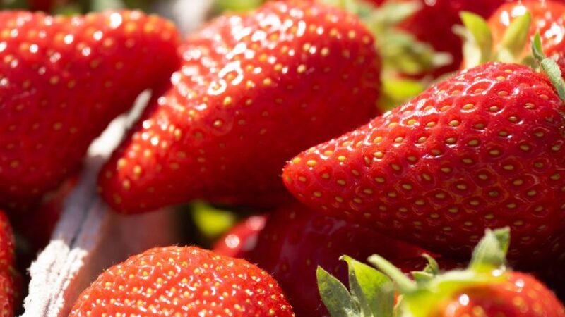 Ernte im Kreis Mettmann: Erdbeersaison auf der Zielgeraden – Hitze machte Anbauern zu schaffen