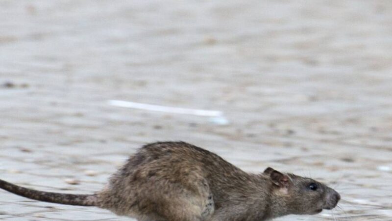 Präventionskampagne in Schwalmtal: Was tun, wenn Ratten das Grundstück befallen?