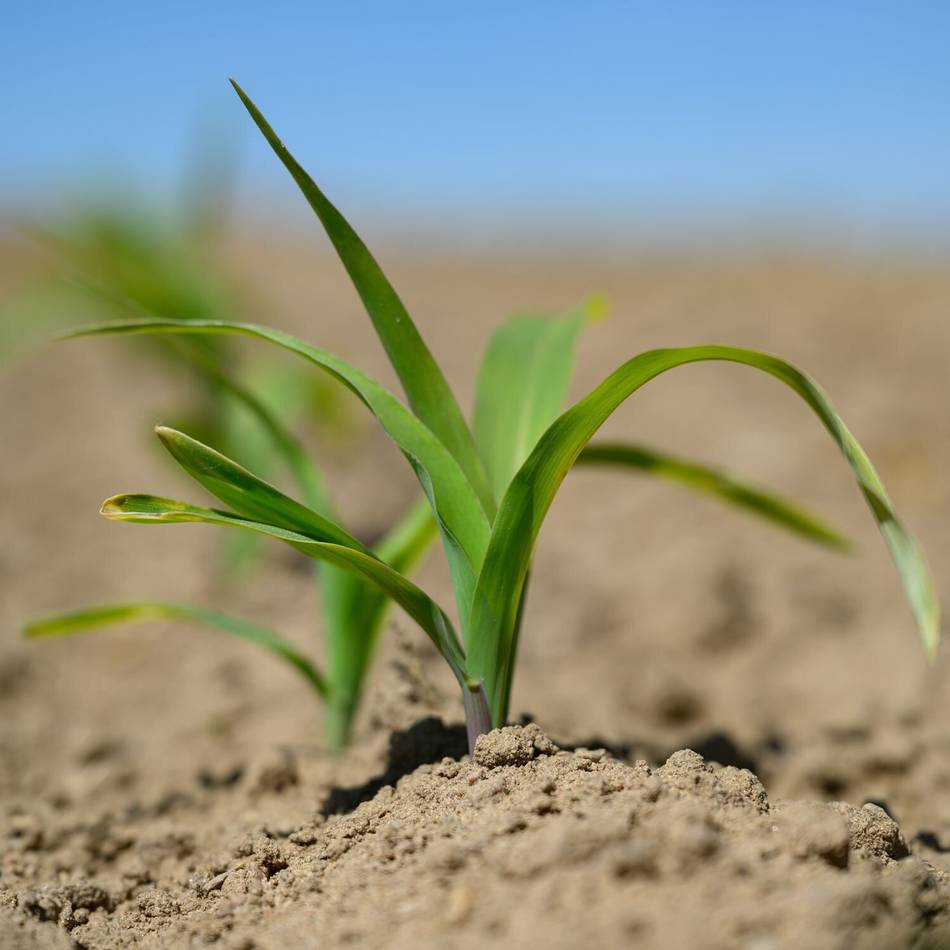 Bilanz des Wasserwirtschaftsjahres : Juli fast ohne Regen – Gewässer am Niederrhein fallen trocken