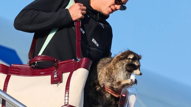 Wo hat der Star das Tier her?: Fast 90.000 feiern Norweger – und Haaland kommt mit Waschbär-Souvenir