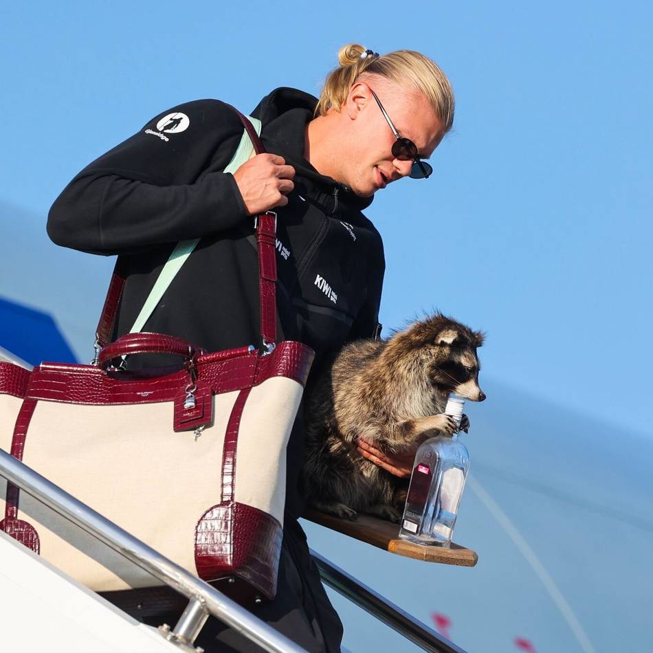 Wo hat der Star das Tier her?: Fast 90.000 feiern Norweger – und Haaland kommt mit Waschbär-Souvenir