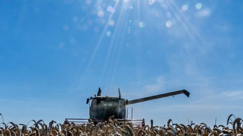 Weizenernte im Rheinland: Landwirte bitten in der Erntezeit um mehr Rücksicht auf Straßen und Wegen