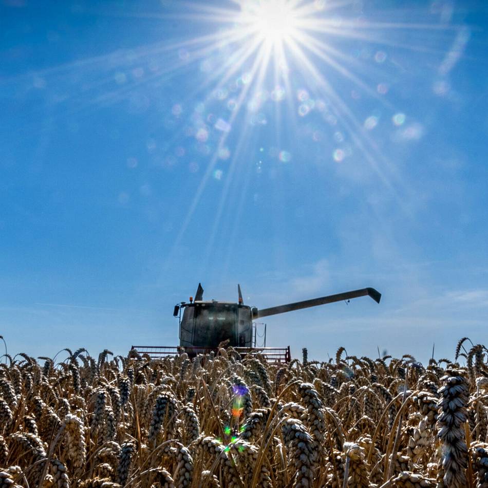 Weizenernte im Rheinland: Landwirte bitten in der Erntezeit um mehr Rücksicht auf Straßen und Wegen