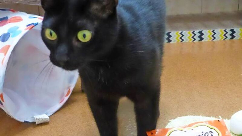 Tier der Woche: Verschmuster Kater sucht Zuhause