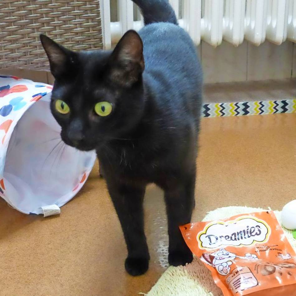 Tier der Woche: Verschmuster Kater sucht Zuhause