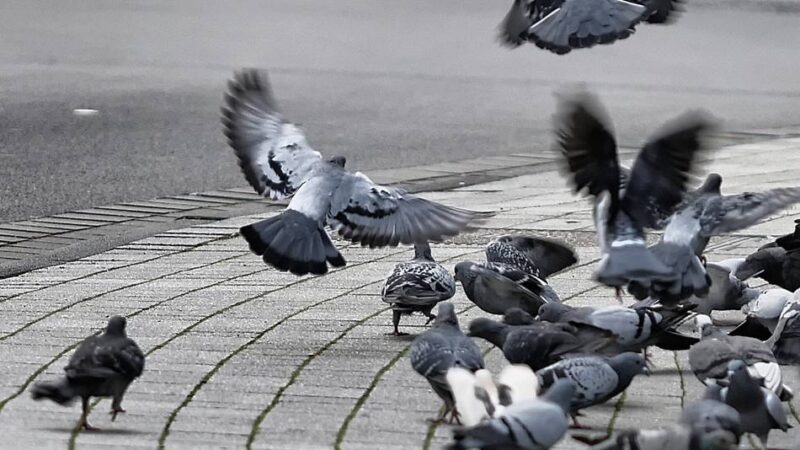 Tauben in Mettmann: Flattern, Füttern, Fronten: Der Kreis fliegt ein