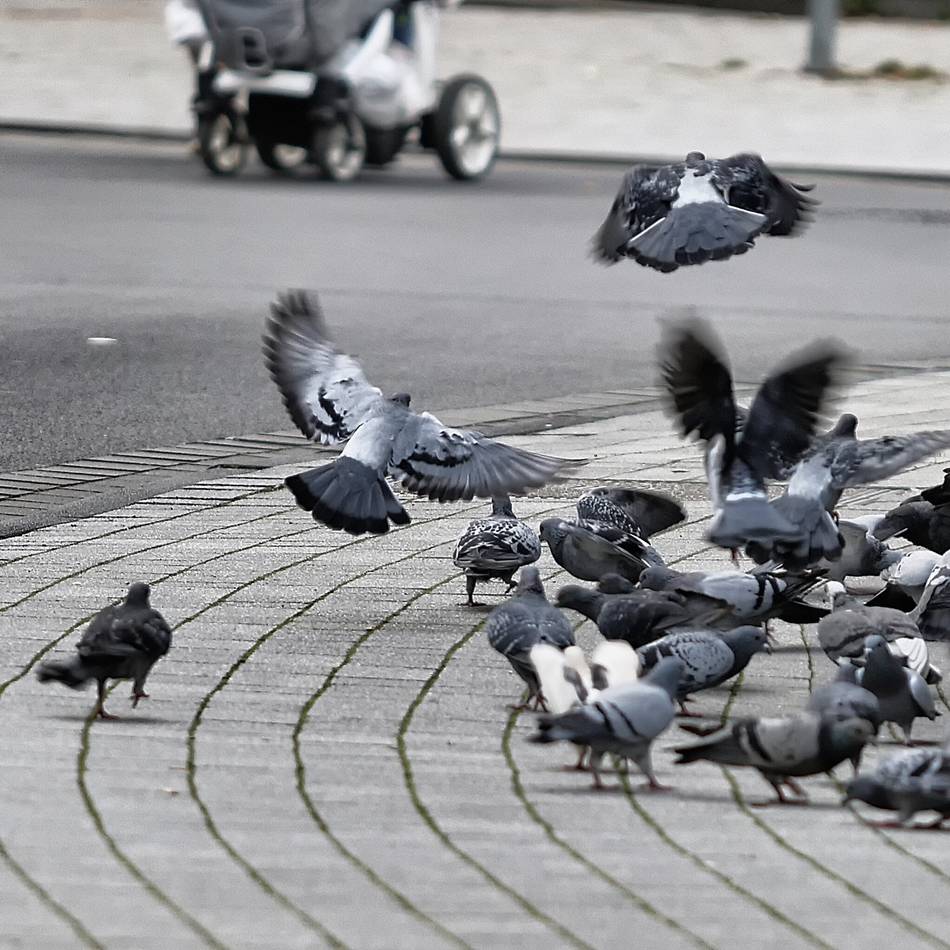 Tauben in Mettmann: Flattern, Füttern, Fronten: Der Kreis fliegt ein