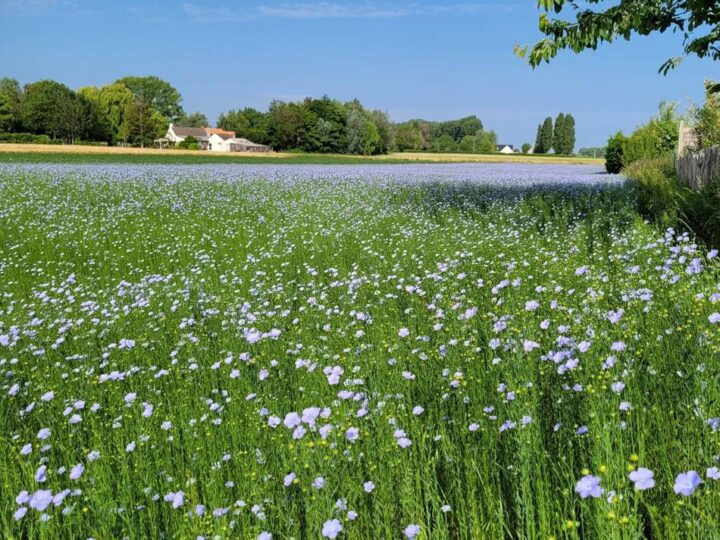 Die Region von Hückeswagens Partnerstadt Etaples: Die Renaissance eines uralten Webstoffs