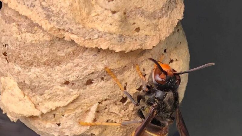 Invasive Art in Hückeswagen: Asiatische Hornisse wird zum Thema bei den Imkern