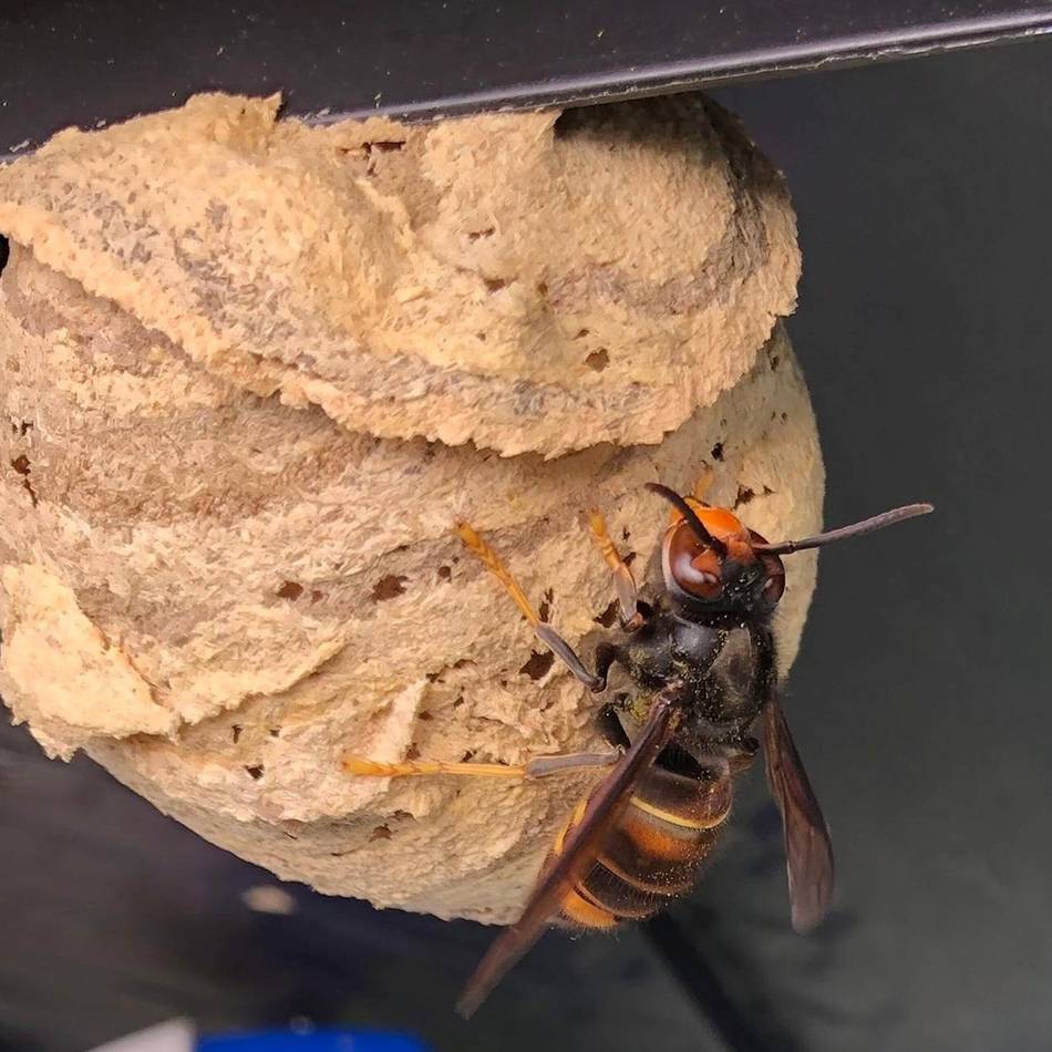 Invasive Art in Hückeswagen: Asiatische Hornisse wird zum Thema bei den Imkern