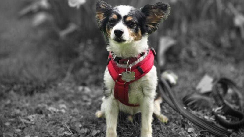 Hundebestandsaufnahme in Hückeswagen: Ordnungsamt kontrolliert demnächst die Hundehalter
