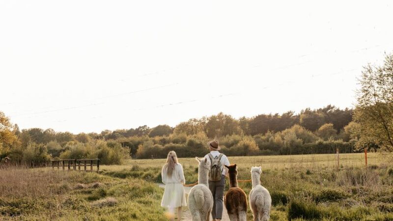 Sieben Ziele für die Sommerferien: Alpakas und Strauße – wo Tierfreunde glücklich werden