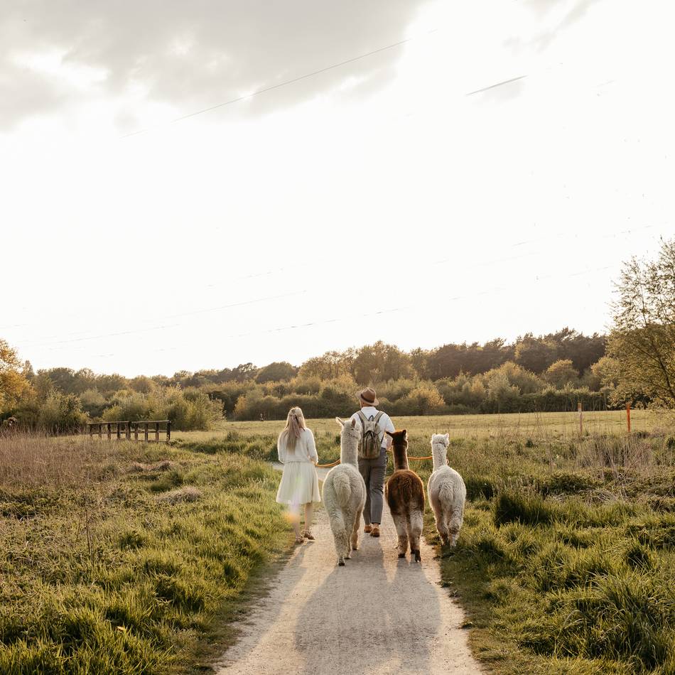 Sieben Ziele für die Sommerferien: Alpakas und Strauße – wo Tierfreunde glücklich werden