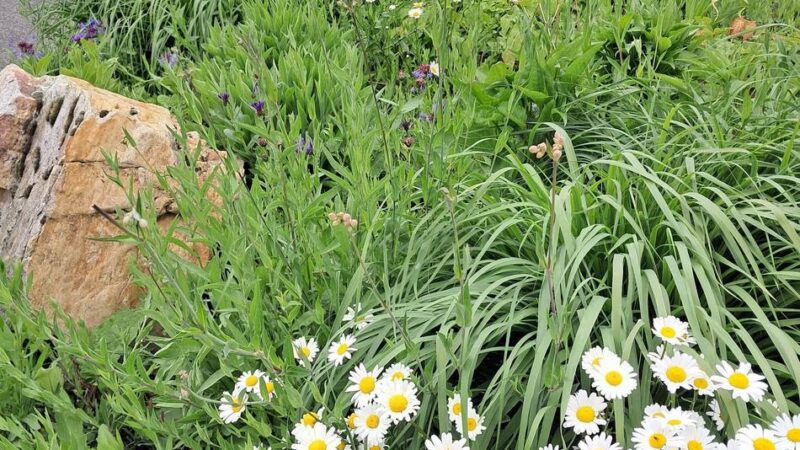 Grünpflege in Jüchen: Jüchen mäht später – zum Schutz von Reh und Insekt