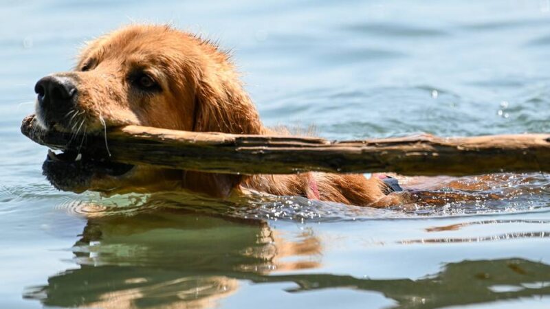 Tierarztpraxen voll: Warum viele Hunde aktuell nach dem Schwimmen krank sind