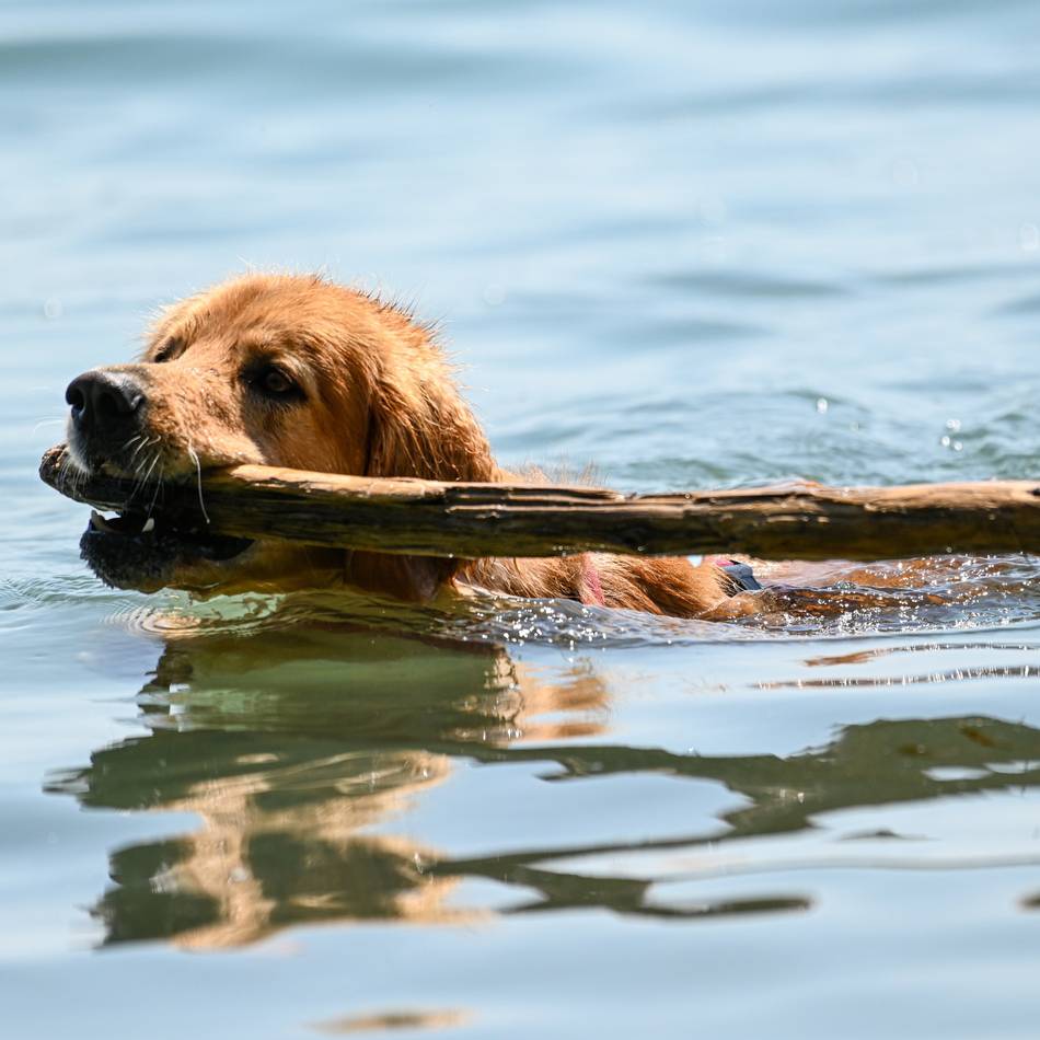 Tierarztpraxen voll: Warum viele Hunde aktuell nach dem Schwimmen krank sind