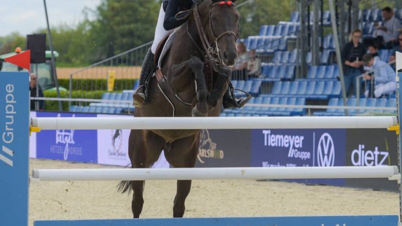 Internationaler Spitzen-Reitsport: Pfalzdorf liefert Vorgeschmack auf die Reit-Weltmeisterschaft