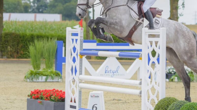 200.000 Euro Preisgeld: Die Welt des Reitsports blickt nach Pfalzdorf