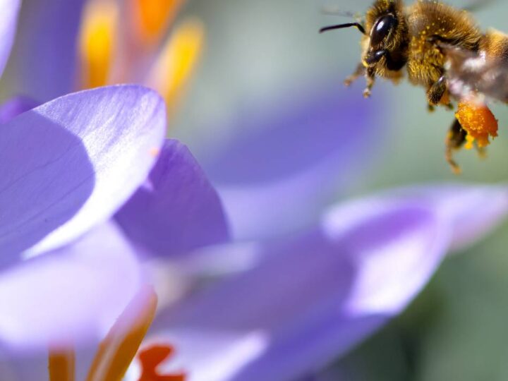 Helfer und Spender gesucht: 80.000 Blumenzwiebeln sollen Kreis aufblühen lassen