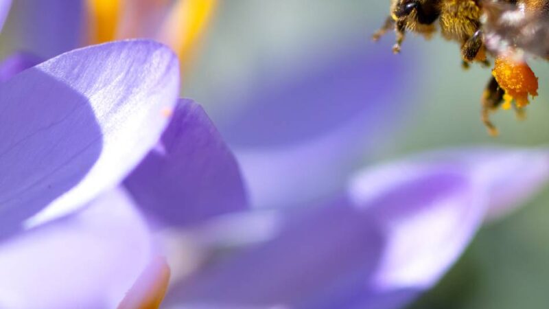 Helfer und Spender gesucht: 80.000 Blumenzwiebeln sollen Kreis aufblühen lassen